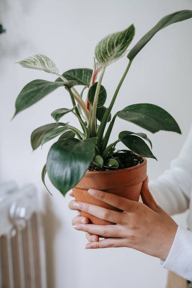 guidance for every plant