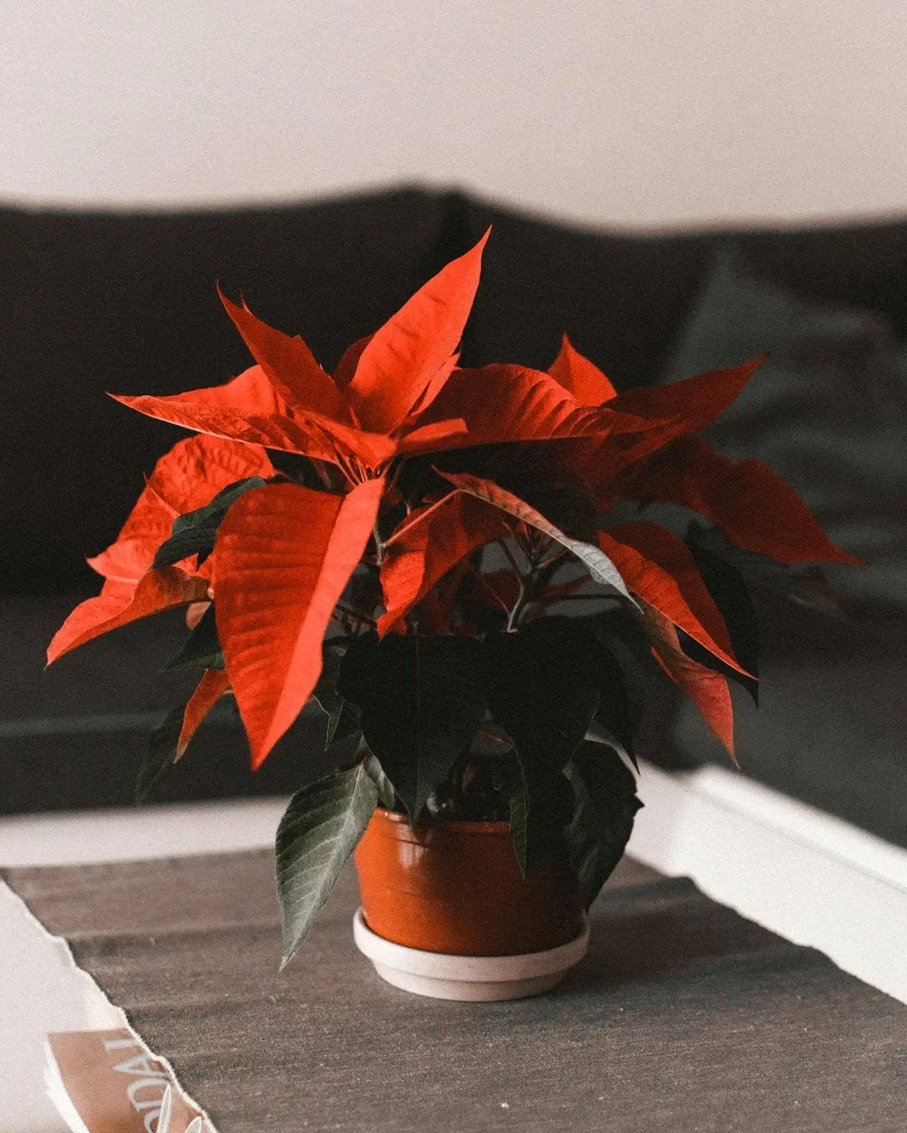 red color indoor plant